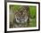 National Zoological Park: Sumatran Tiger-null-Framed Photographic Print