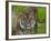 National Zoological Park: Sumatran Tiger-null-Framed Photographic Print