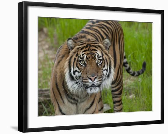 National Zoological Park: Sumatran Tiger-null-Framed Photographic Print