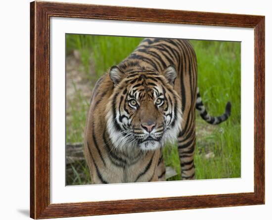 National Zoological Park: Sumatran Tiger-null-Framed Photographic Print