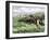 Native American Bow-Hunting Pronghorn Antelope on the Great Plains-null-Framed Giclee Print