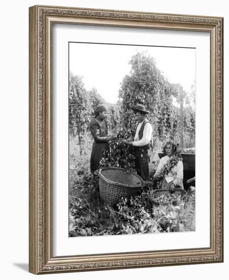 Native American Hop Pickers, 1909-Asahel Curtis-Framed Giclee Print