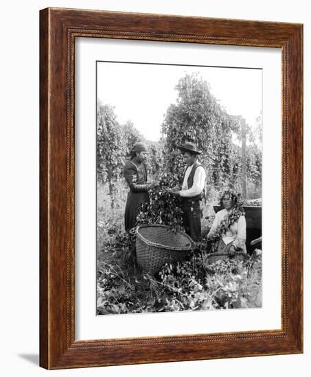 Native American Hop Pickers, 1909-Asahel Curtis-Framed Giclee Print