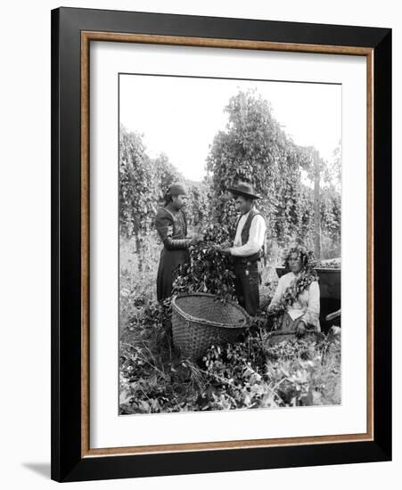 Native American Hop Pickers, 1909-Asahel Curtis-Framed Giclee Print