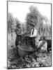 Native American Hop Pickers, 1909-Asahel Curtis-Mounted Giclee Print