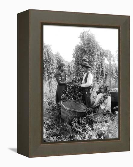 Native American Hop Pickers, 1909-Asahel Curtis-Framed Premier Image Canvas