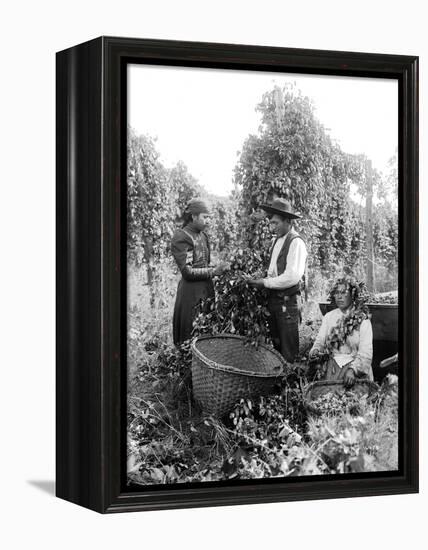 Native American Hop Pickers, 1909-Asahel Curtis-Framed Premier Image Canvas