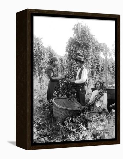 Native American Hop Pickers, 1909-Asahel Curtis-Framed Premier Image Canvas