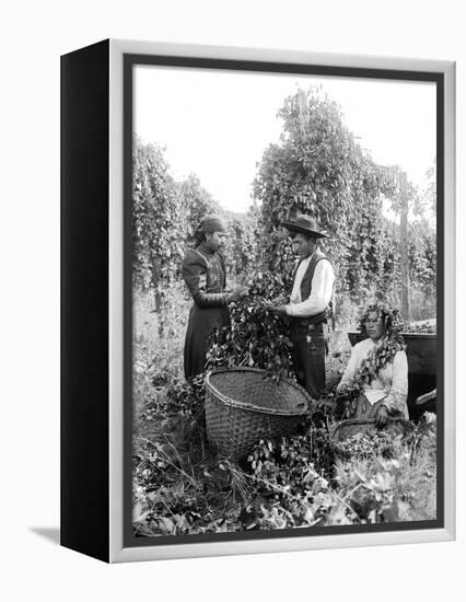 Native American Hop Pickers, 1909-Asahel Curtis-Framed Premier Image Canvas