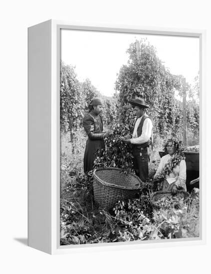 Native American Hop Pickers, 1909-Asahel Curtis-Framed Premier Image Canvas