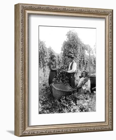 Native American Hop Pickers, 1909-Asahel Curtis-Framed Giclee Print