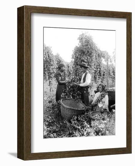 Native American Hop Pickers, 1909-Asahel Curtis-Framed Giclee Print