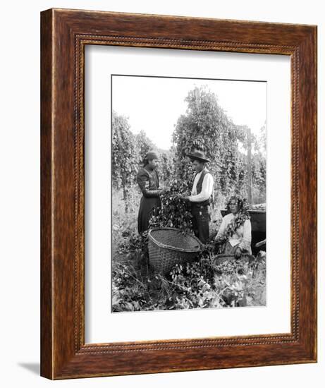 Native American Hop Pickers, 1909-Asahel Curtis-Framed Giclee Print