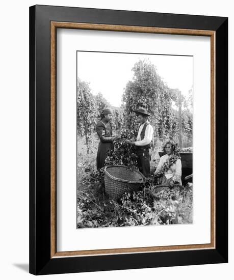 Native American Hop Pickers, 1909-Asahel Curtis-Framed Giclee Print