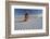 Native American in Full Regalia, White Sands National Monument, New Mexico, USA Mr-Alex Heeb-Framed Photographic Print