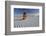 Native American in Full Regalia, White Sands National Monument, New Mexico, USA Mr-Alex Heeb-Framed Photographic Print