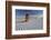 Native American in Full Regalia, White Sands National Monument, New Mexico, USA Mr-Alex Heeb-Framed Photographic Print