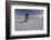 Native American in Full Regalia, White Sands National Monument, New Mexico, USA Mr-Alex Heeb-Framed Photographic Print