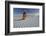 Native American in Full Regalia, White Sands National Monument, New Mexico, USA Mr-Alex Heeb-Framed Photographic Print