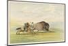 Native American Sioux Hunting Buffalo on Horseback-George Catlin-Mounted Photographic Print