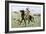 Native American Warrior Counting Coup, Northern Great Plains-null-Framed Giclee Print