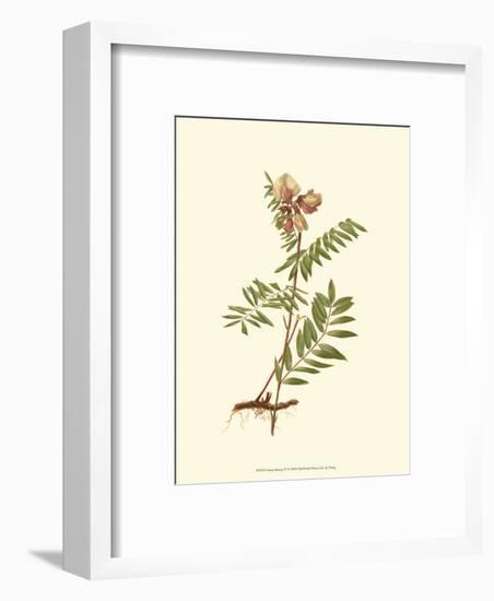 Native Beauty IV-Louis Prang-Framed Art Print