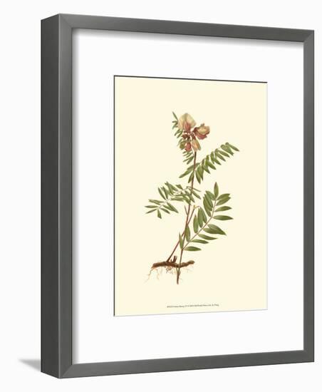 Native Beauty IV-Louis Prang-Framed Art Print