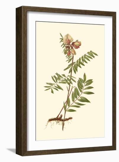 Native Beauty IV-Louis Prang-Framed Art Print