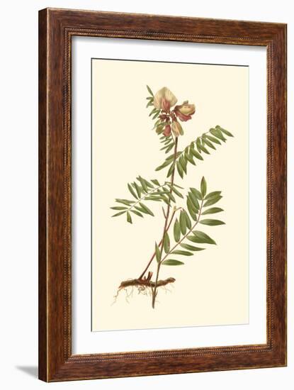 Native Beauty IV-Louis Prang-Framed Art Print