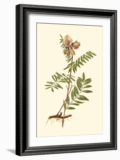 Native Beauty IV-Louis Prang-Framed Art Print