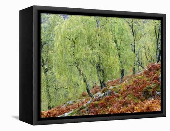 Native Birch Woodland in Autumn, Glenstrathfarrar Nnr, Scotland, UK-Pete Cairns-Framed Premier Image Canvas