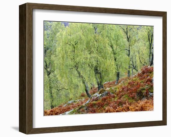 Native Birch Woodland in Autumn, Glenstrathfarrar Nnr, Scotland, UK-Pete Cairns-Framed Photographic Print
