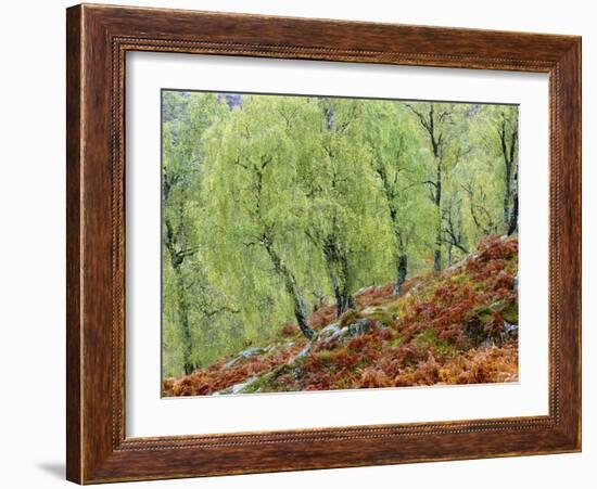 Native Birch Woodland in Autumn, Glenstrathfarrar Nnr, Scotland, UK-Pete Cairns-Framed Photographic Print