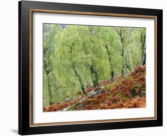 Native Birch Woodland in Autumn, Glenstrathfarrar Nnr, Scotland, UK-Pete Cairns-Framed Photographic Print