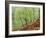 Native Birch Woodland in Autumn, Glenstrathfarrar Nnr, Scotland, UK-Pete Cairns-Framed Photographic Print