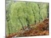 Native Birch Woodland in Autumn, Glenstrathfarrar Nnr, Scotland, UK-Pete Cairns-Mounted Photographic Print