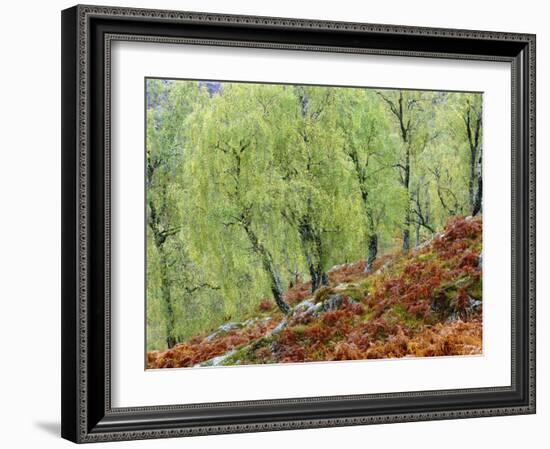 Native Birch Woodland in Autumn, Glenstrathfarrar Nnr, Scotland, UK-Pete Cairns-Framed Photographic Print