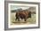 Native Buffalo-null-Framed Art Print