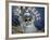 Native Dancer in Mask and Headdress, La Paz, Bolivia-Jim Zuckerman-Framed Photographic Print