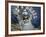 Native Dancer in Mask and Headdress, La Paz, Bolivia-Jim Zuckerman-Framed Photographic Print