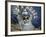 Native Dancer in Mask and Headdress, La Paz, Bolivia-Jim Zuckerman-Framed Photographic Print