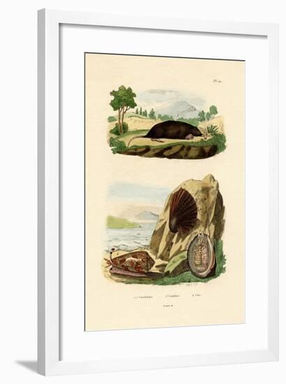 Native Mollusk, 1833-39-null-Framed Giclee Print