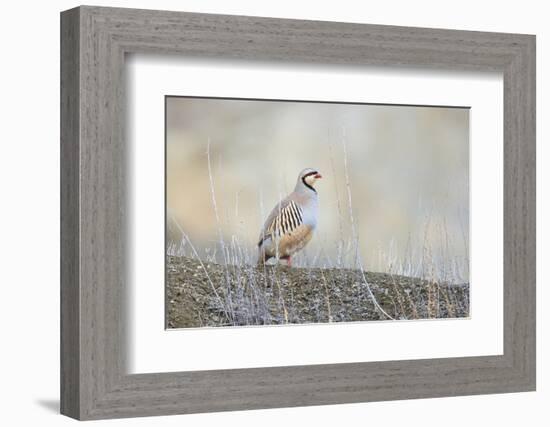 Native of southern Eurasia, the Chukar Partridge was introduced to North America as a game bird-Richard Wright-Framed Photographic Print