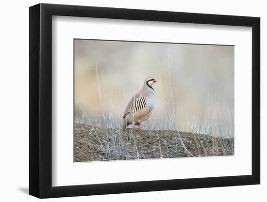 Native of southern Eurasia, the Chukar Partridge was introduced to North America as a game bird-Richard Wright-Framed Photographic Print