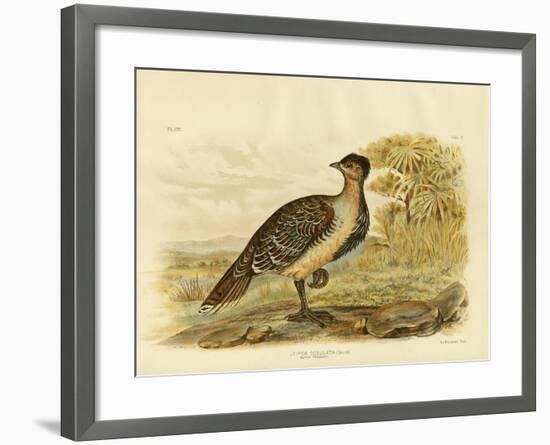 Native Pheasant or Malleefowl, 1891-Gracius Broinowski-Framed Giclee Print