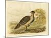 Native Pheasant or Malleefowl, 1891-Gracius Broinowski-Mounted Giclee Print