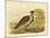 Native Pheasant or Malleefowl, 1891-Gracius Broinowski-Mounted Giclee Print
