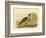 Native Pheasant or Malleefowl, 1891-Gracius Broinowski-Framed Giclee Print