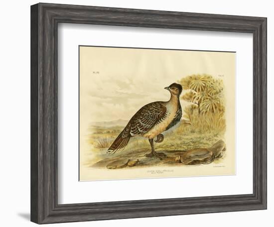 Native Pheasant or Malleefowl, 1891-Gracius Broinowski-Framed Giclee Print