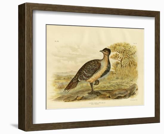 Native Pheasant or Malleefowl, 1891-Gracius Broinowski-Framed Giclee Print